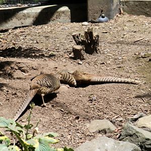 Golden Pheasants and California Quail