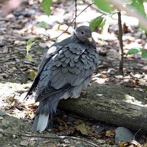 Band-tailed Pigeon