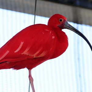 Scarlet Ibis