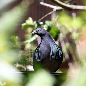 Nicobar Pigeon
