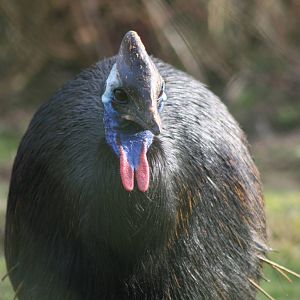 Southern Cassowary