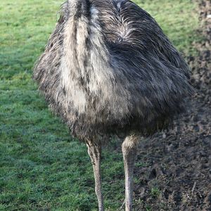 Emu