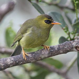 Mountain Blackeye (Chlorocharis [Zosterops] emiliae)
