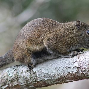 Bornean Black-banded Squirrel (Callosciurus orestes)