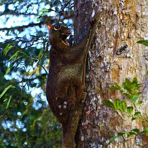 Malayan Colugo