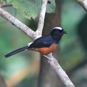 White-crowned Shama (Copsychus stricklandii)