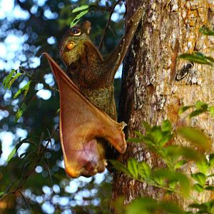 Malayan Colugo