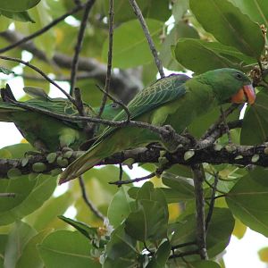 Blue-naped Parrots (Tanygnathus lucionensis)