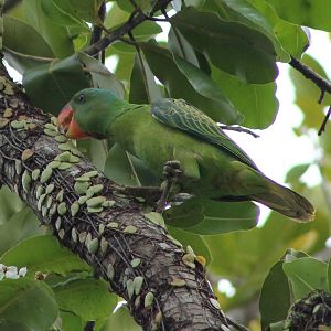 Blue-naped Parrot (Tanygnathus lucionensis)