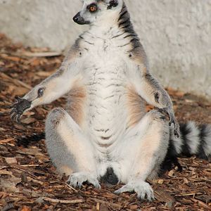 sunbathing lemur