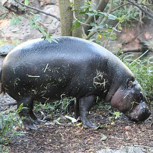 Pigmy Hippopotamus