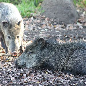 Collared Peccaries