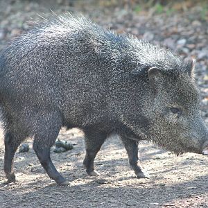 Collared Peccary