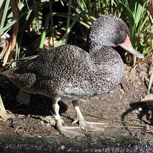 Freckled Duck (Stictonetta naevosa)