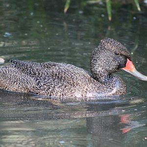 Freckled Ducks (Stictonetta naevosa)
