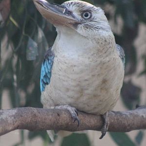 Blue-winged Kookaburra (Dacelo leachii)