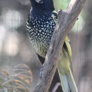 Regent Honeyeater (Anthochaera phrygia)