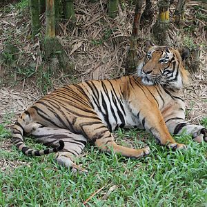 Malayan tiger (Panthera tigris jacksoni)