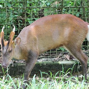 Bornean red muntjac (Muntiacus muntjak rubidus)