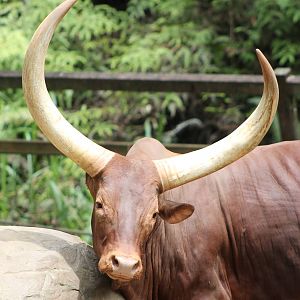 Ankole Cattle