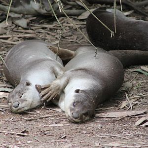 Smooth-coated Otters (Lutrogale perspicillata)
