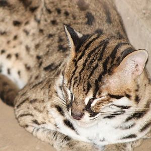 Bornean Leopard Cat (Prionailurus bengalensis borneoensis)
