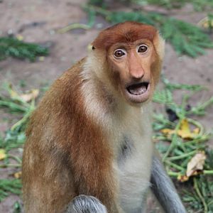 female Proboscis Monkey (Nasalis larvatus)