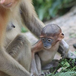 baby Proboscis Monkey (Nasalis larvatus)
