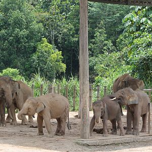Bornean Pigmy Elephants (Elephas maximus)