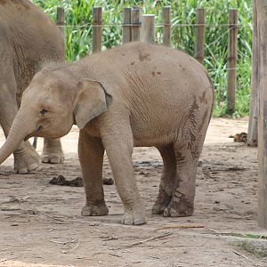 young Bornean Pigmy Elephant (Elephas maximus)
