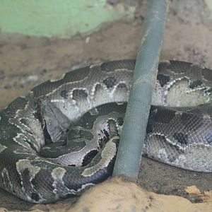 Bornean blood python (Python breitensteini)