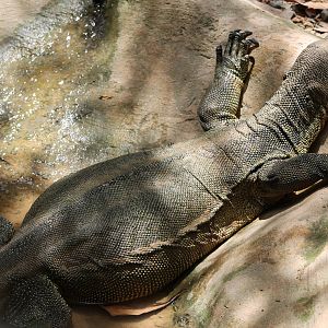 very fat Water Monitor (Varanus salvator)