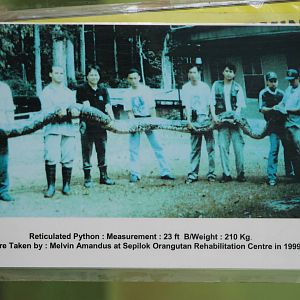 sign for Reticulated Python