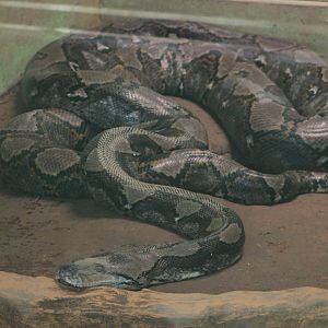 Reticulated Python (Python reticulatus)