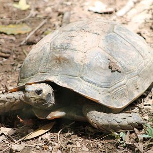 Asian Brown Tortoise (Manouria emys)