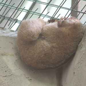 Bornean Slow Loris (Nycticebus menagensis)