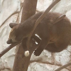young Masked Palm Civet (Paguma larvata)