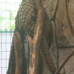Malayan Pangolin (Manis javanica)