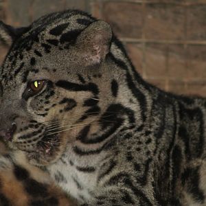 Bornean Clouded Leopard (Neofelis diardi)