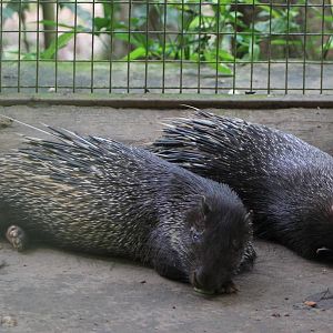 Thick-spined Porcupines (Thecurus crassispinis)