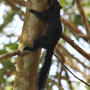 Prevost's squirrel (Callosciurus prevostii)