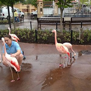 Flamingos
