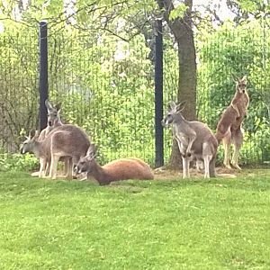 Australia and the Islands