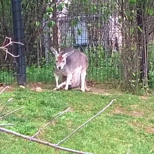 Australia and the Islands