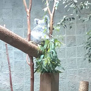 Australia and the Islands