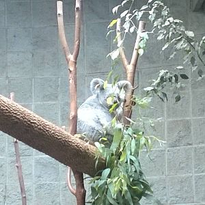 Australia and the Islands