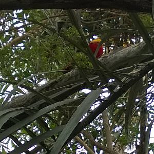 Australia and the Islands