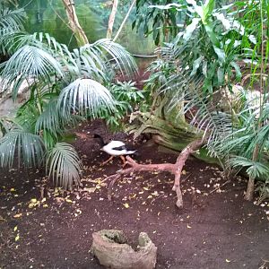 Australia and the Islands