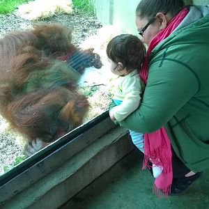 Australia and the Islands