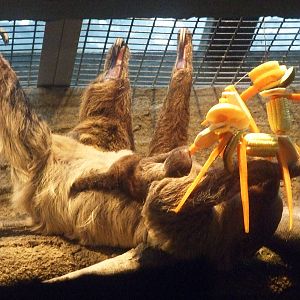 First two-toed sloth baby in China